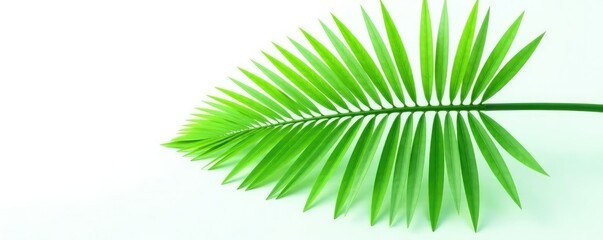 Obraz premium Single leaf of a large palm tree against white background, leaf, foliage, green