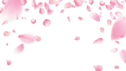 Rose petals or sakura flying petals, romantic background with realistic pink cherry flower petals flow or falling motion. Love, romance, floral spring season,cherry blossom