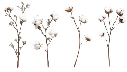 several cotton plant stems with fluffy white cotton bolls arranged against a plain background highlighting the natural beauty and agricultural significance of cotton