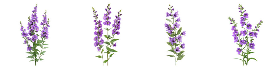 Angelonia flower isolated on transparent background, PNG, Set of