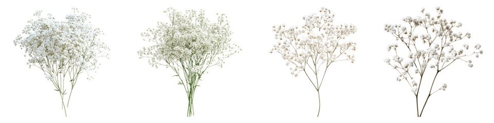 Baby's breath flower isolated on transparent background, PNG, Set of
