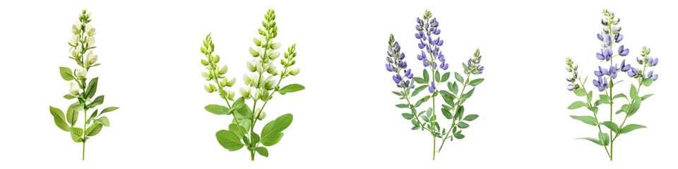 Obraz premium Baptisia flower isolated on transparent background, PNG, Set of