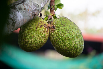 Jackfruit on the tree in , Thailand. 