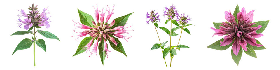 Bee balm flower isolated on transparent background, PNG, Set of
