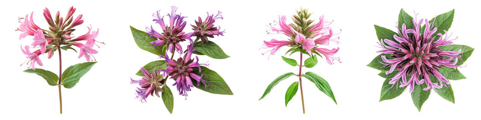 Bee balm flower isolated on transparent background, PNG, Set of