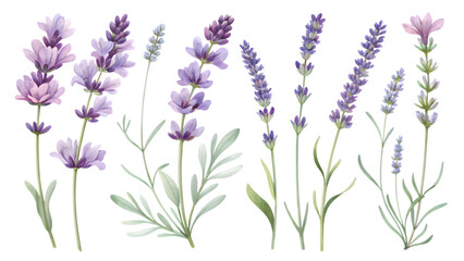 Obraz premium Elegant Lavender Blooms: A cluster of delicate lavender flowers in various stages of bloom, their purple and green hues offering a soothing and fresh feel.