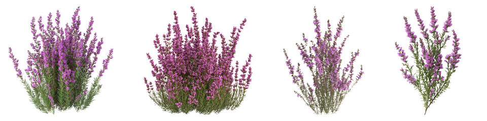 Bell heather flower isolated on transparent background, PNG, Set of