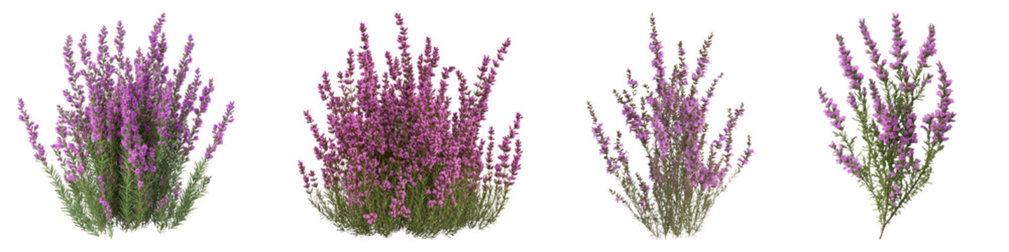 Fototapeta Bell heather flower isolated on transparent background, PNG, Set of
