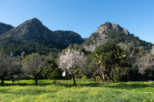 campo de almendros