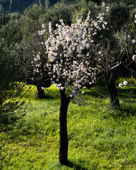 árbol almendro