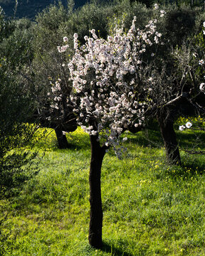 &aacute;rbol almendro