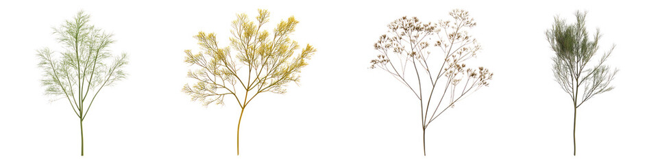 Bronze fennel isolated on transparent background, PNG, Set of