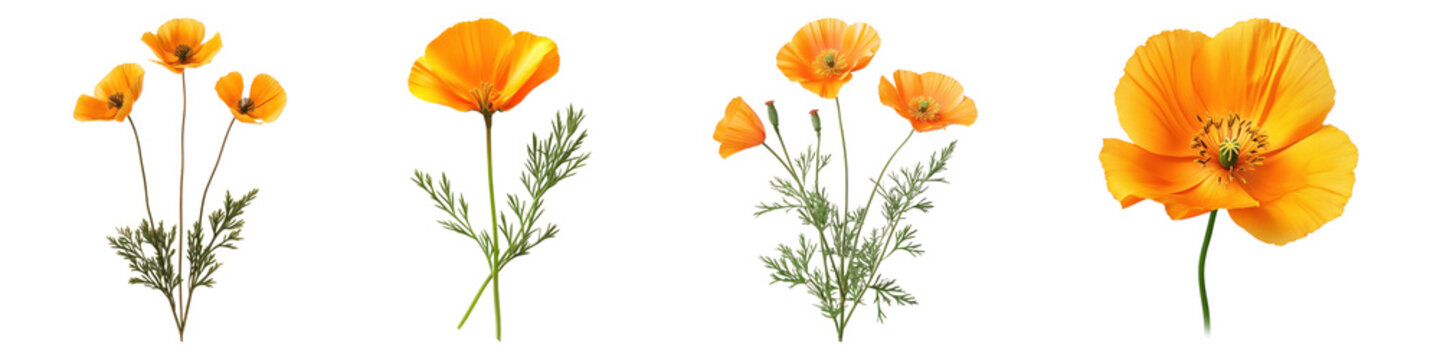 California poppy flower isolated on transparent background, PNG, Set of