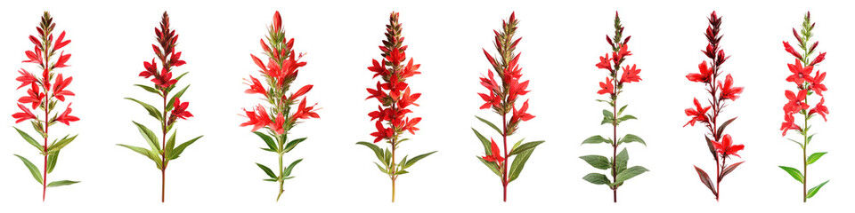 Cardinal flower isolated on transparent background, PNG, Set of