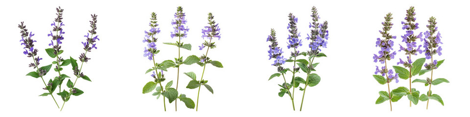 Catmint flower isolated on transparent background, PNG, Set of
