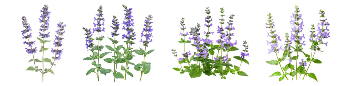 Catmint flower isolated on transparent background, PNG, Set of