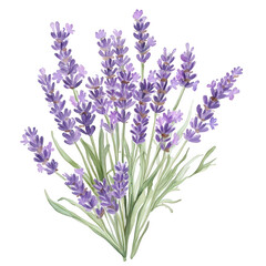 a lavender bouquet showcasing delicate purple flowers and green leaves perfect for decorative or botanical purposes