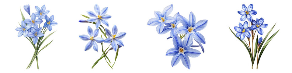 Chionodoxa flower isolated on transparent background, PNG, Set of