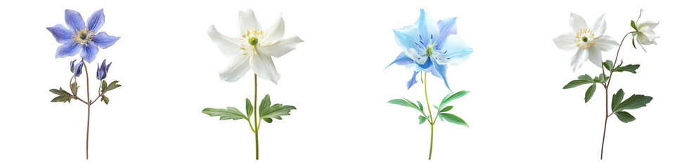 Fototapeta premium Columbine flower isolated on transparent background, PNG, Set of