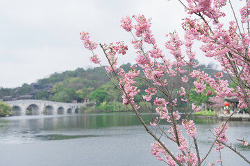 Cherry Blossoms Bloom in Spring in Chongqing