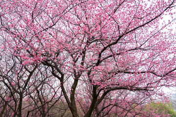 Cherry Blossoms Bloom in Spring in Chongqing