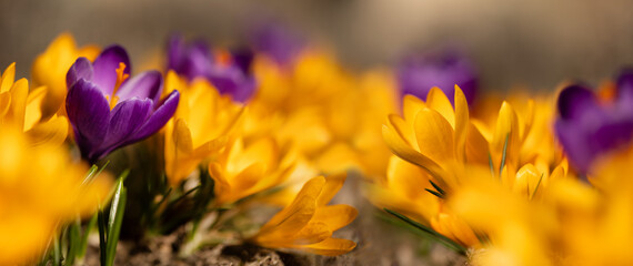 krokusy żółte i fioletowe w promieniach słońca jako wiosenne tło, Crocus sieberi  © meegi