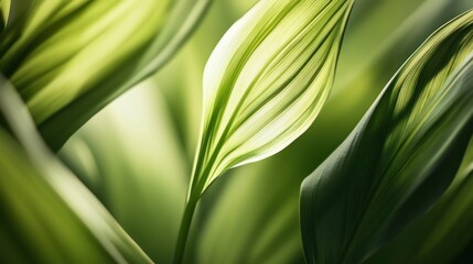 Fototapeta premium Close-up of vibrant green leaves, natural light, garden foliage, peaceful background