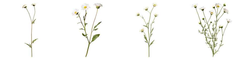 English daisy flower isolated on transparent background, PNG, Set of