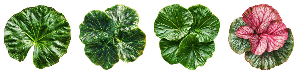 Obraz premium Elephant ear begonia isolated on transparent background, PNG, Set of