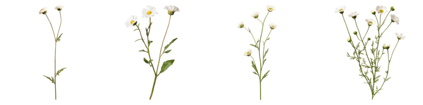 Fototapeta English daisy flower isolated on transparent background, PNG, Set of