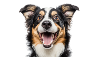 a close-up portrait of a happy smiling dog with a vibrant coat and expressive eyes showcasing its playful personality and friendly demeanor
