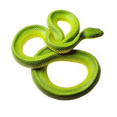 Obraz premium a vibrant green snake is coiled elegantly on a white surface showcasing its smooth scales and striking coloration. snake's unique features and natural beauty