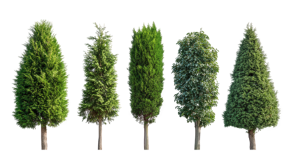five distinct types of coniferous trees each with varying shapes and foliage highlighting their diversity in appearance these trees can be used for landscaping and aesthetic purposes