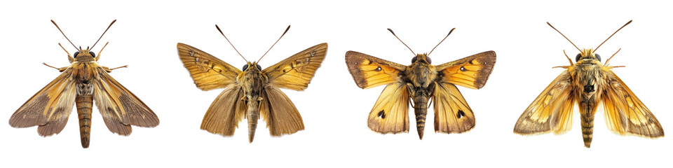 Skipper isolated on transparent background, PNG, Set of