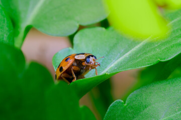 草むらに潜むテントウムシ（ナミテントウ）
