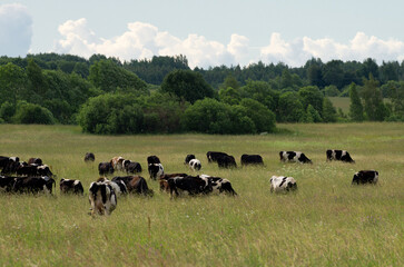 A large herd of dairy cows graze in a grassy meadow and eat grass in the summer season