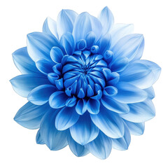 Fototapeta premium a beautifully rendered blue flower with intricate petal details showcasing a gradient of blue shades that create a serene and artistic visual appeal ideal for design decoration or nature-themed projec