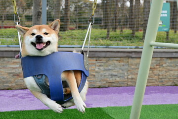 dog playing a swing in a dog park