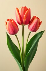 Naklejka premium Pink tulips. International Women's Day. A postcard for March 8th. A festive concept.