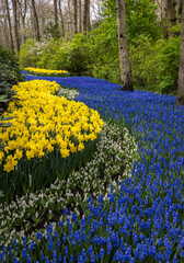 Yellow daffodils and blue muscari flowers blooming in the Keukenhof Garden in Lisse, Holland, Netherlands.