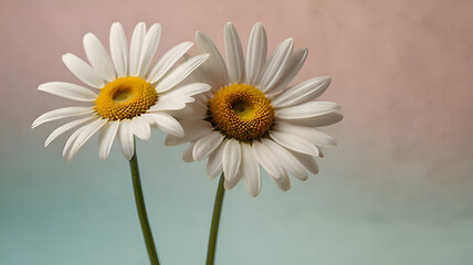 Naklejka premium daisy in the sun, Three daisies on a pastel background symbolize simplicity and natural beauty