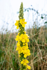 Close-up of Verbascum thapsus with yellow flowers in nature set against a blurred natural background