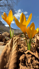 vertical yellow crocus photo, spring season and texture