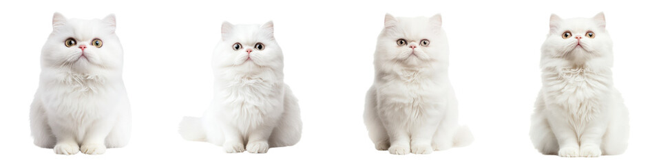 Fototapeta premium A collection of elegant fluffy and supremely adorable white Persian cats with their soft plush coats expressive eyes and refined pedigreed appearances that exude charm grace