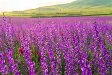 Fototapeta premium Field of purple flowers, spring bloom