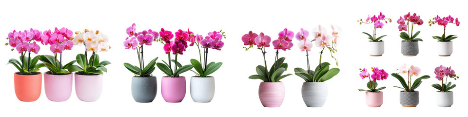 A beautiful collection of lush and thriving potted orchid plants in shades of pink purple and white arranged in a modern and stylish display for a fresh and elegant home or office interior decor