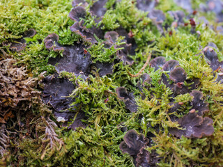 macro shot moss lichen on tree trunk highlighting forest biodiversity
