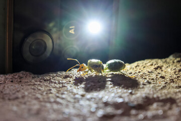 selective Weaver ants, Green ants Oecophylla smaragdina, queen ants on the ground at night with mobile flash light background