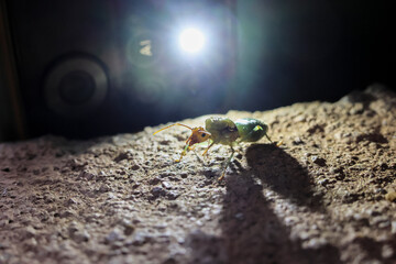 selective Weaver ants, Green ants Oecophylla smaragdina, queen ants on the ground at night with mobile flash light background