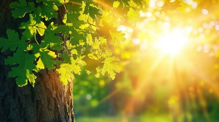 Sunlight Filtering Through Green Leaves in Forest